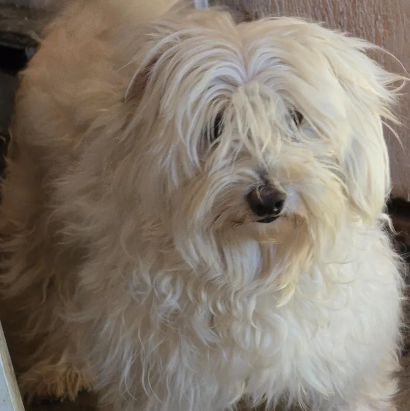 An adult small-sized female White / Cream Maltese dog named Candice for adoption in Zaleski, OH