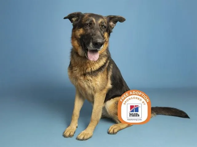 An adult large-sized female German Shepherd Dog dog named Stella for adoption in Phoenix, AZ