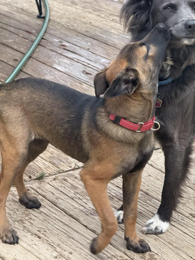 A young medium-sized male Belgian Shepherd / Malinois dog named Puchito Cheeto for adoption in Pleasant Valley, NY