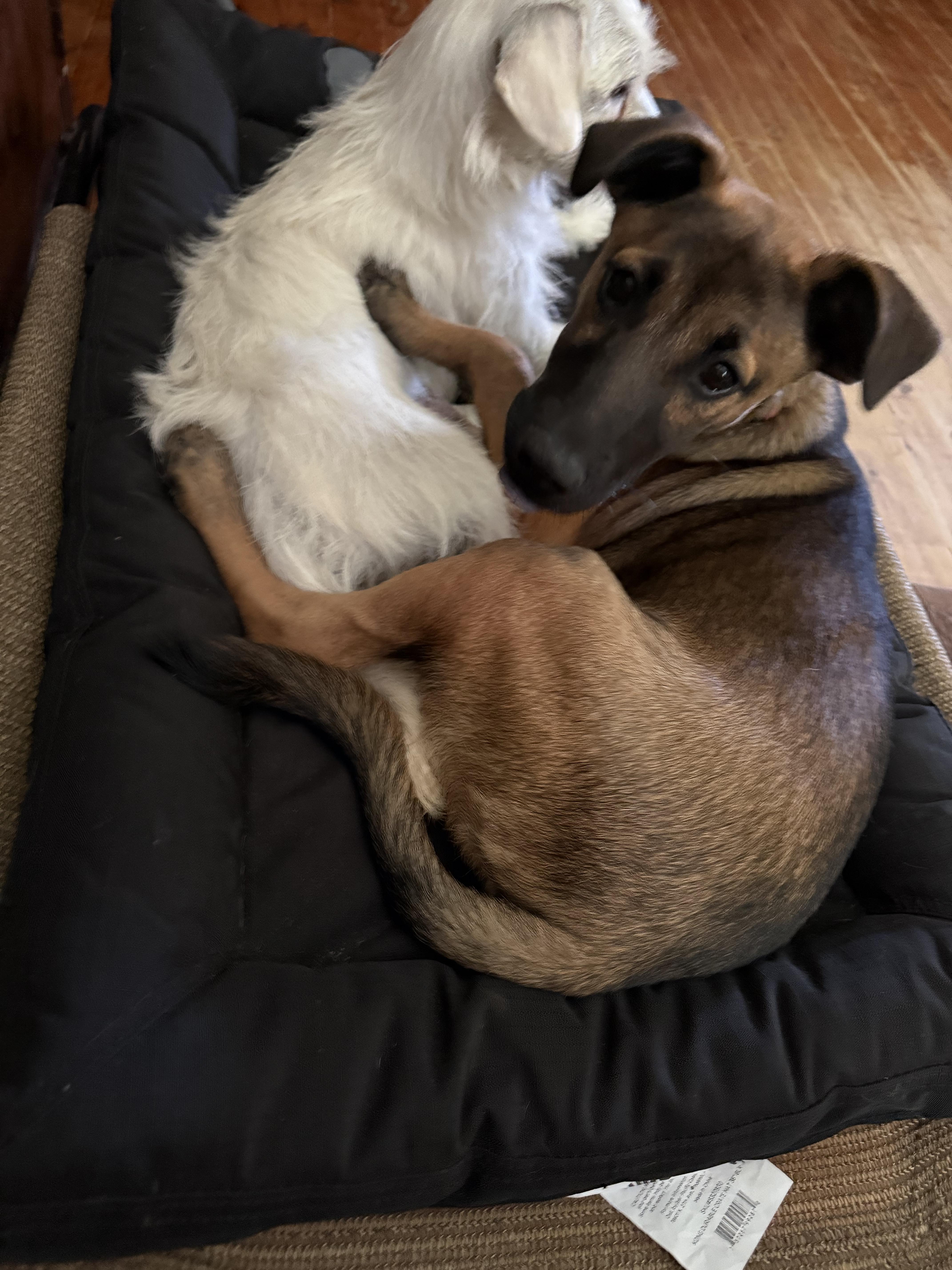 Puchito  Cheeto thumbnail 2
