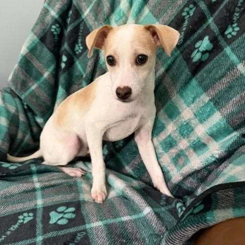 A baby small-sized male White / Cream Parson Russell Terrier dog named Mercury for adoption in Sequatchie, TN