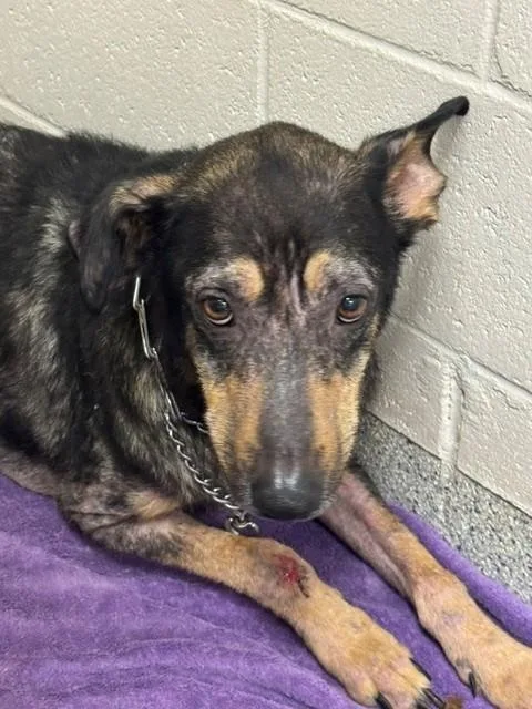 An adult medium-sized male German Shepherd Dog dog named Jhonny for adoption in Naples, FL