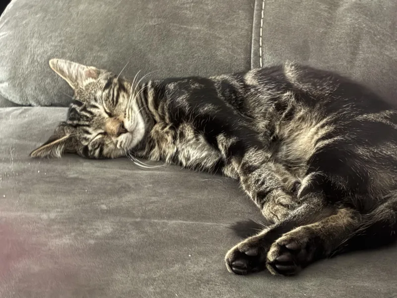 A baby medium-sized male Domestic Short Hair cat named Rocky for adoption in Riverside, RI