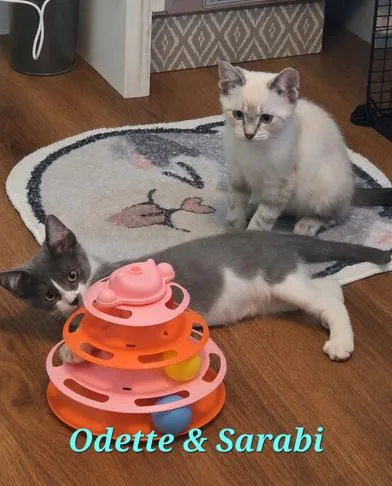 Odette & Sarabi thumbnail 3