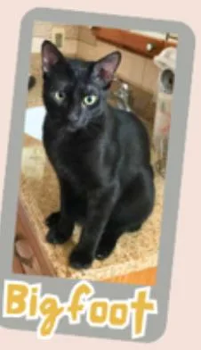 A young small-sized male Black Domestic Short Hair cat named Bigfoot for adoption in Long Beach, CA