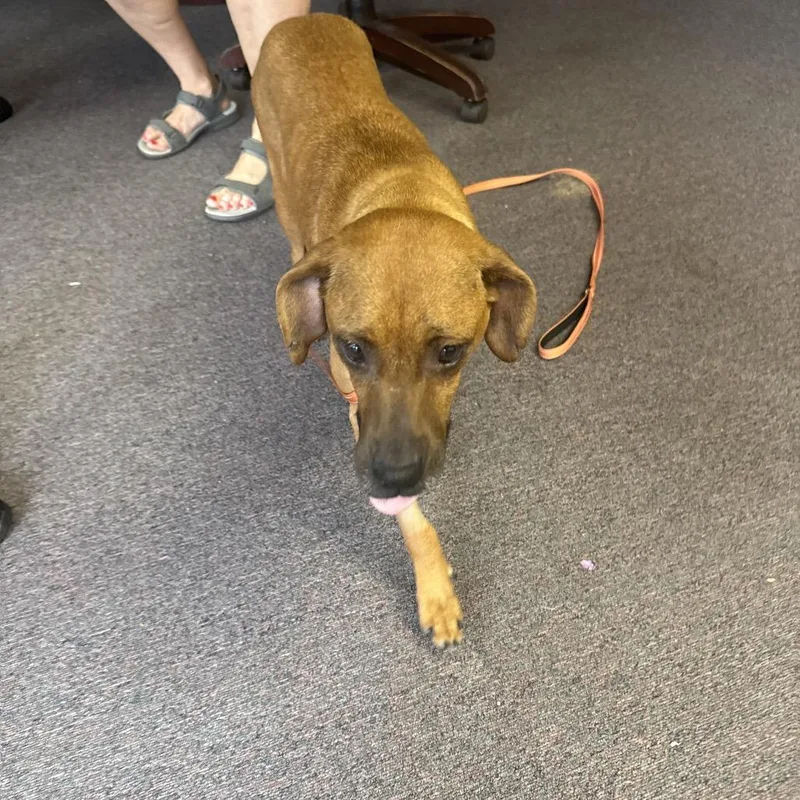 An adult medium-sized female Brown / Chocolate Mixed Breed dog named Ruby for adoption in Prospect, KY