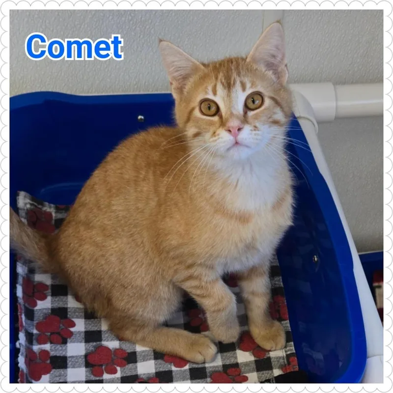 A baby medium-sized male Domestic Short Hair cat named Comet for adoption in North Saint Paul, MN