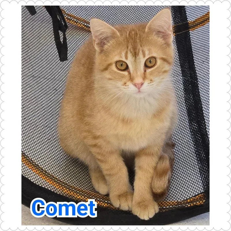 Comet thumbnail 2