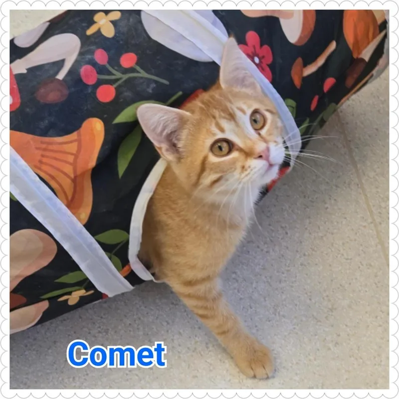 Comet thumbnail 3