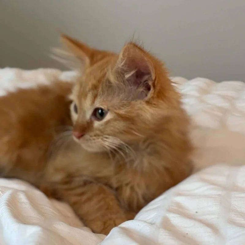 A baby medium-sized male Domestic Long Hair cat named Cherry Pie for adoption in Candler, NC