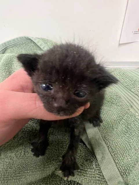 A baby small-sized female Domestic Short Hair cat named Clover for adoption in Santa Maria, CA