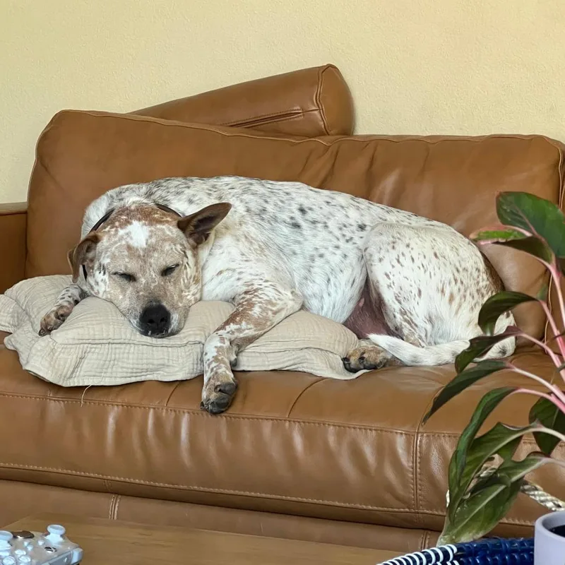 An adult large-sized male White / Cream Mixed Breed dog named Bleu for adoption in San Diego, CA