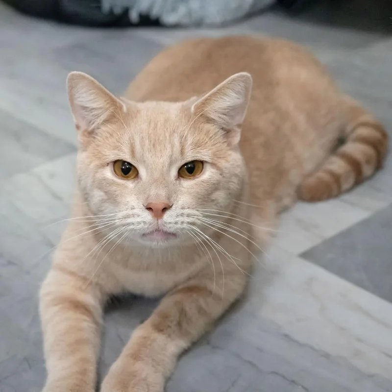An adult large-sized male Buff / Tan / Fawn Domestic Short Hair cat named Aries for adoption in McKean, PA