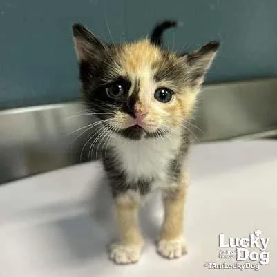 A baby medium-sized female Domestic Short Hair cat named Bitty Lily for adoption in Washington, DC