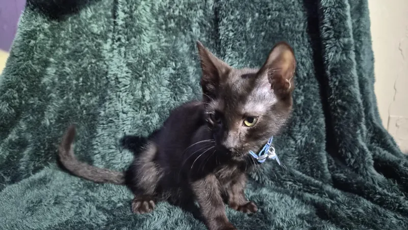A baby medium-sized male Black Domestic Short Hair cat named Licorice for adoption in Tilton, IL