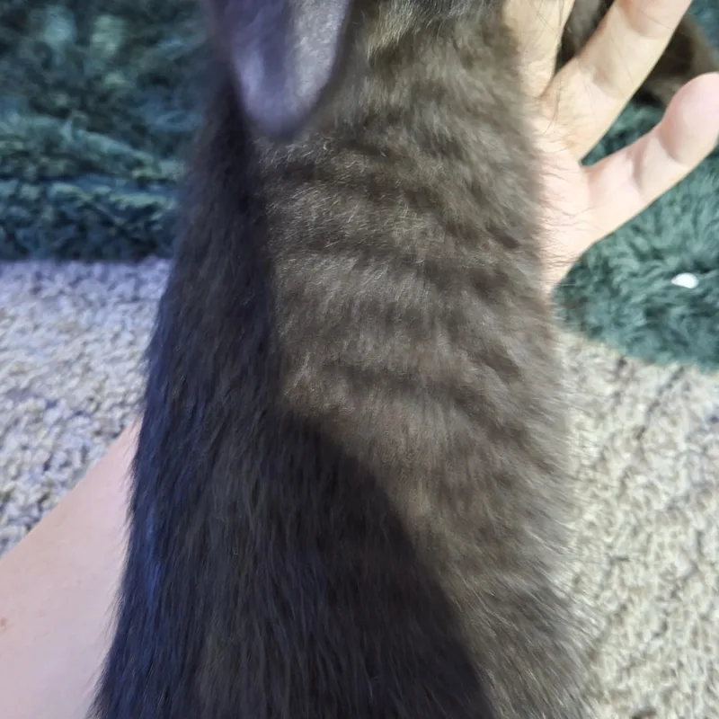 Licorice thumbnail 3