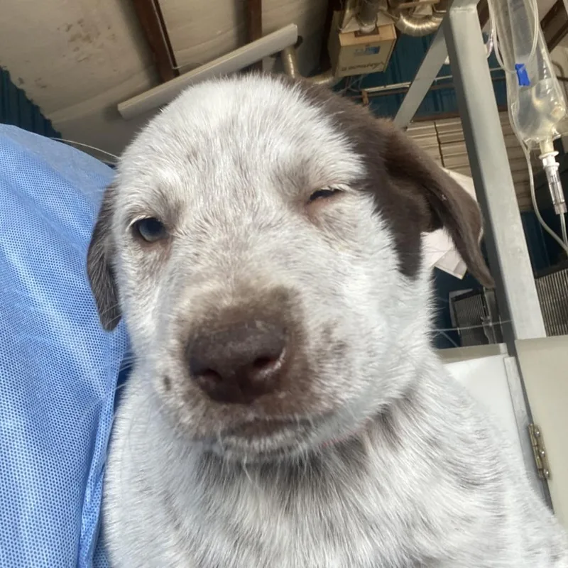 A baby medium-sized female White / Cream Mixed Breed dog named Taco for adoption in Taos, NM