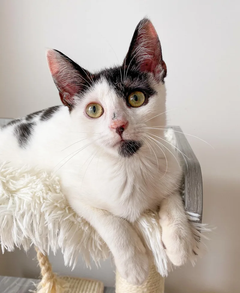 An adult medium-sized male Domestic Short Hair cat named Cannoli for adoption in New York, NY