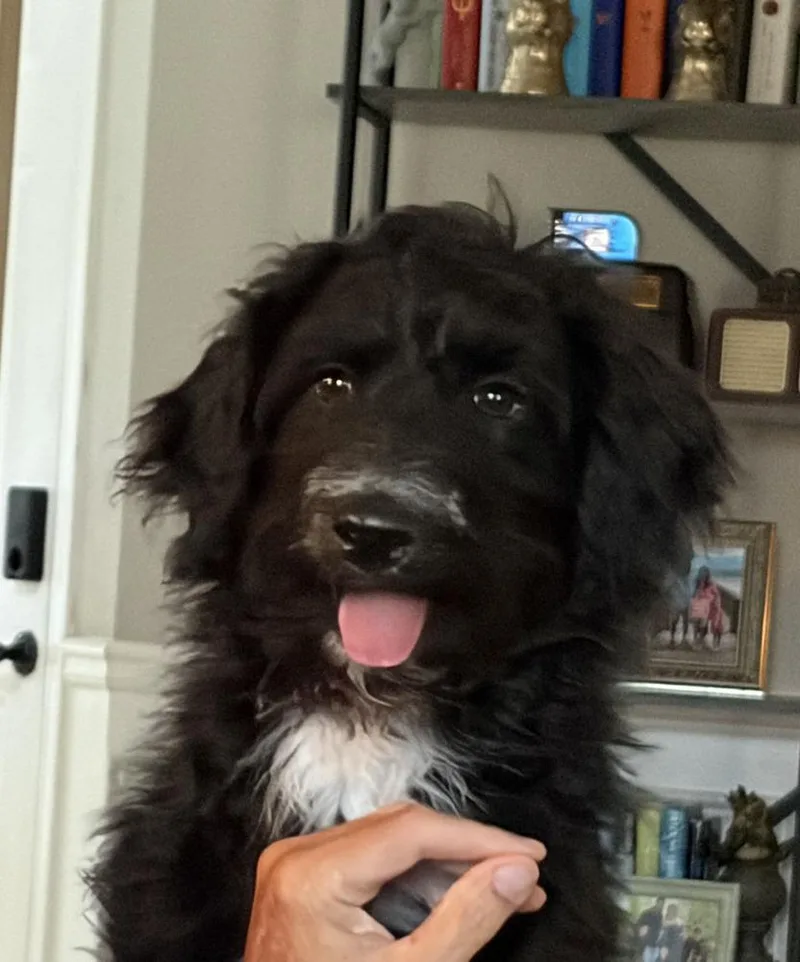 A baby medium-sized female Black Poodle dog named Lottie for adoption in Gillsville, GA