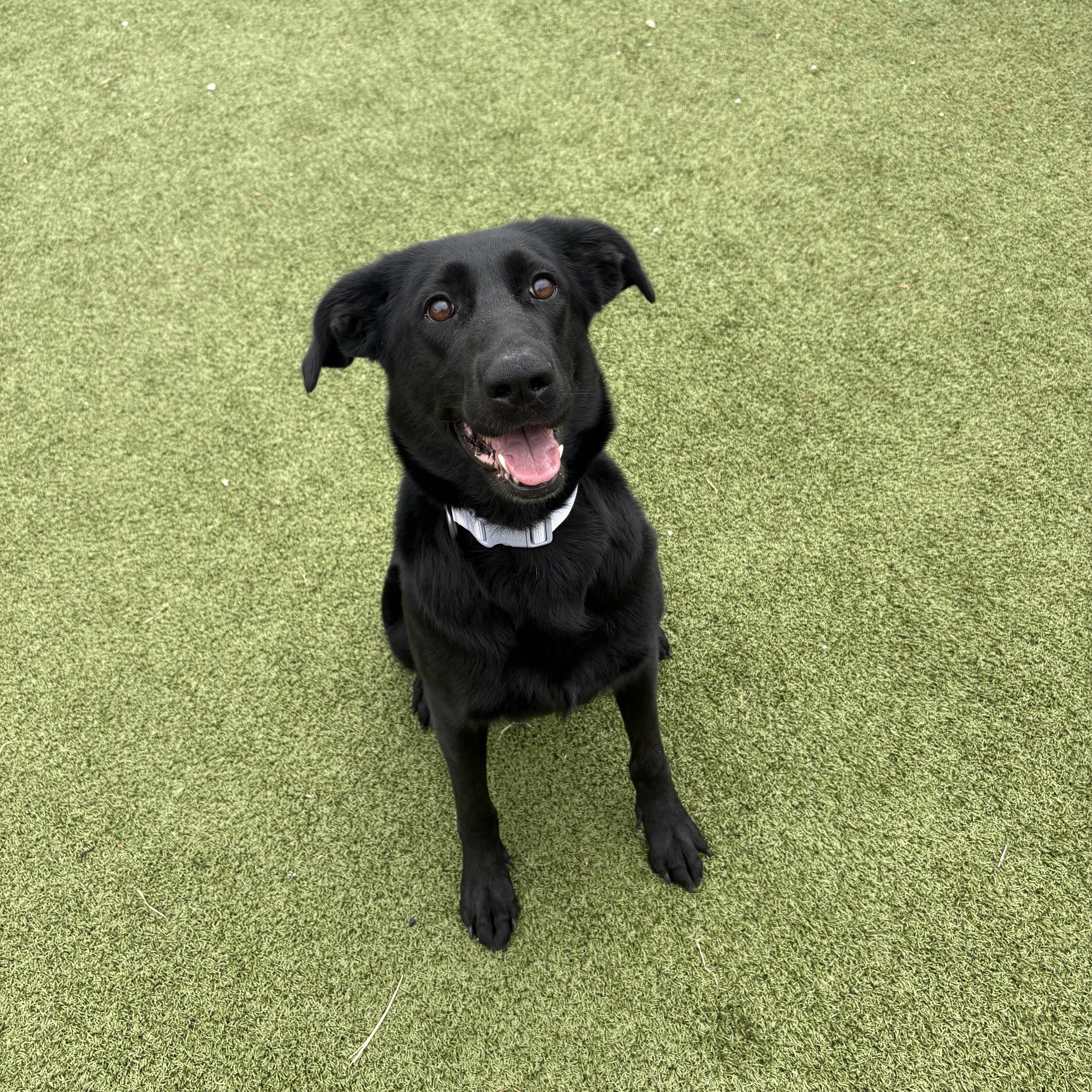 An adult large-sized female Black Labrador Retriever dog named Stormi for adoption in Hays, KS