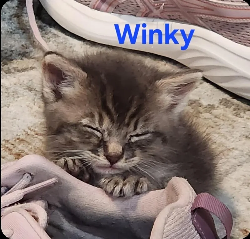 A baby small-sized male Domestic Short Hair cat named Winky for adoption in San Jacinto, CA