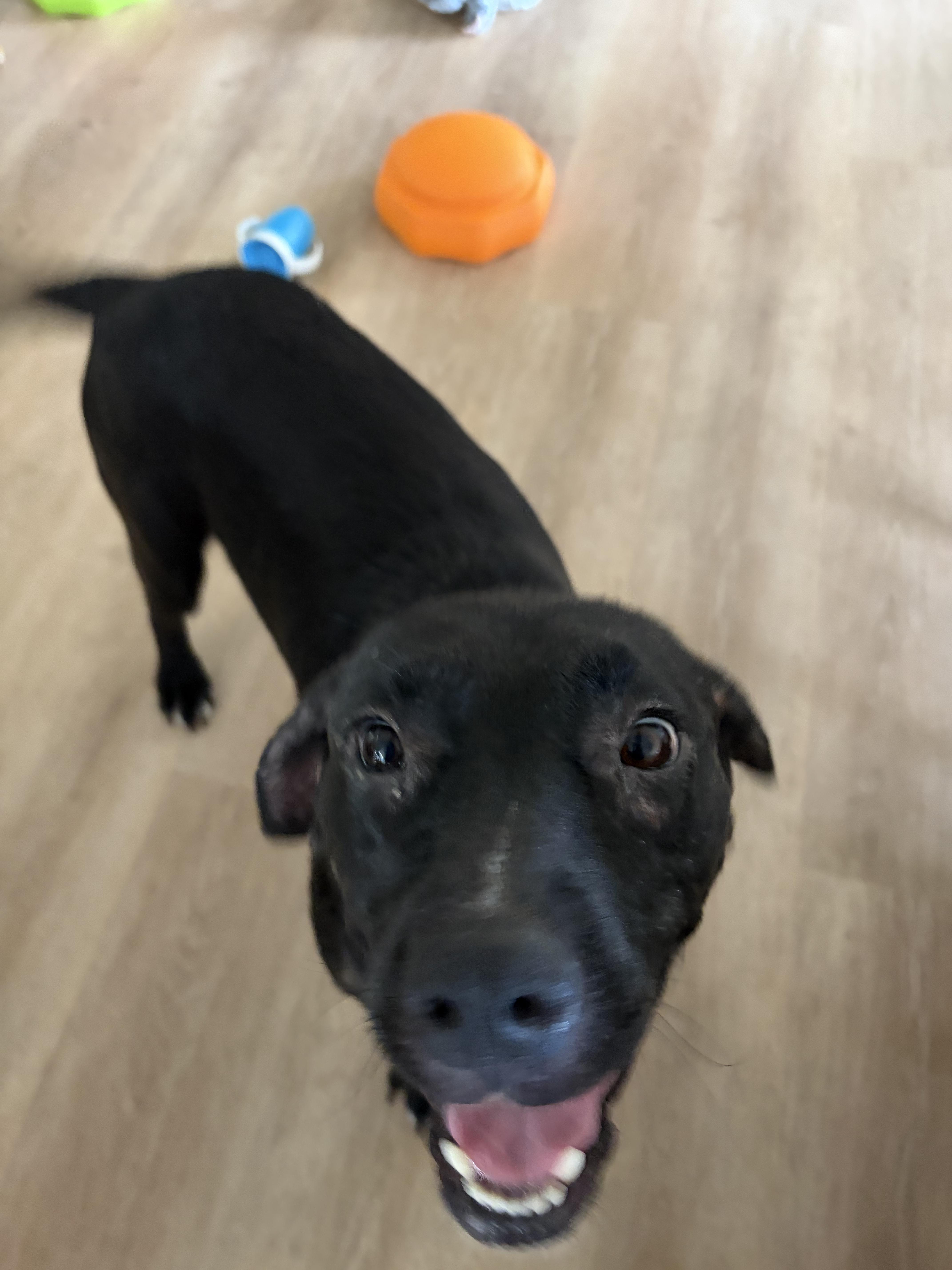A young medium-sized female Chocolate Labrador Retriever dog named Dolly for adoption in Fuquay Varina, NC