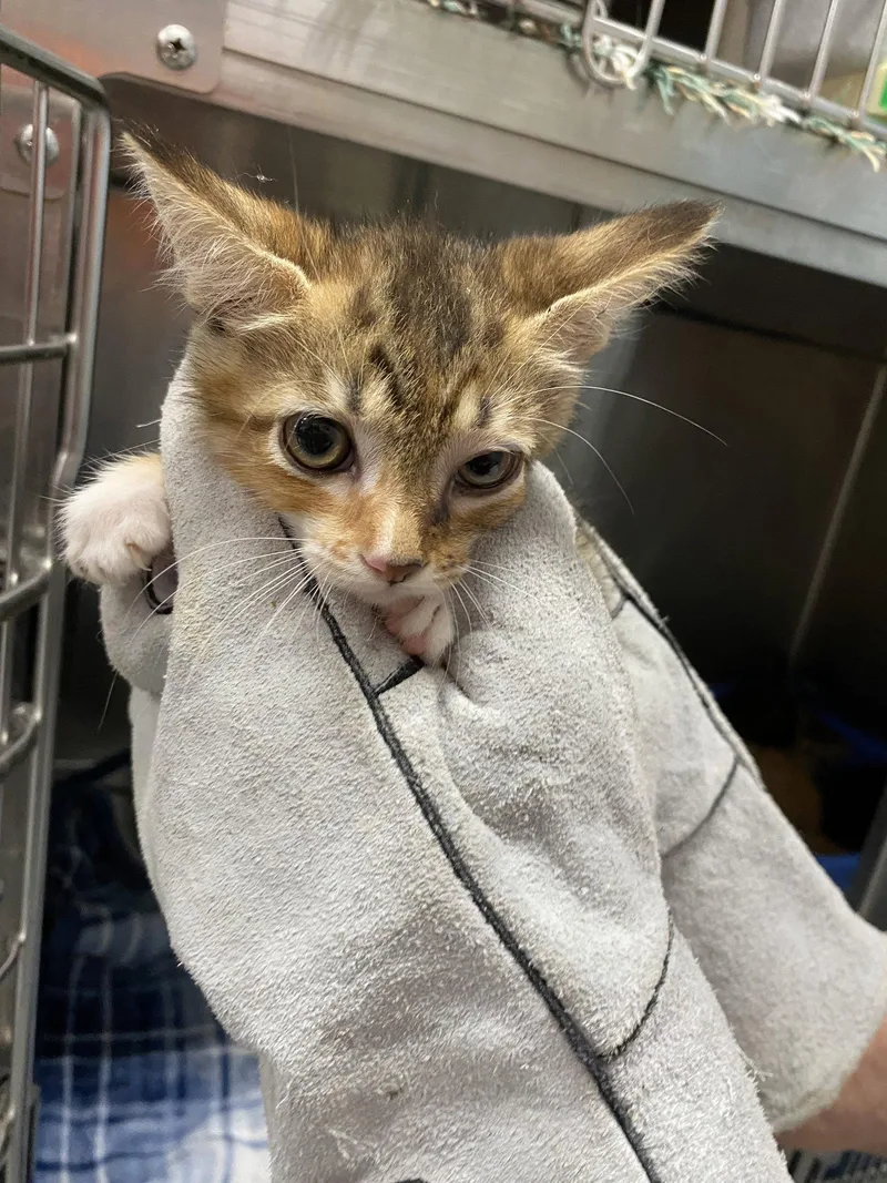 A baby medium-sized female Domestic Short Hair cat named Capricorn At shy for adoption in Rustburg, VA