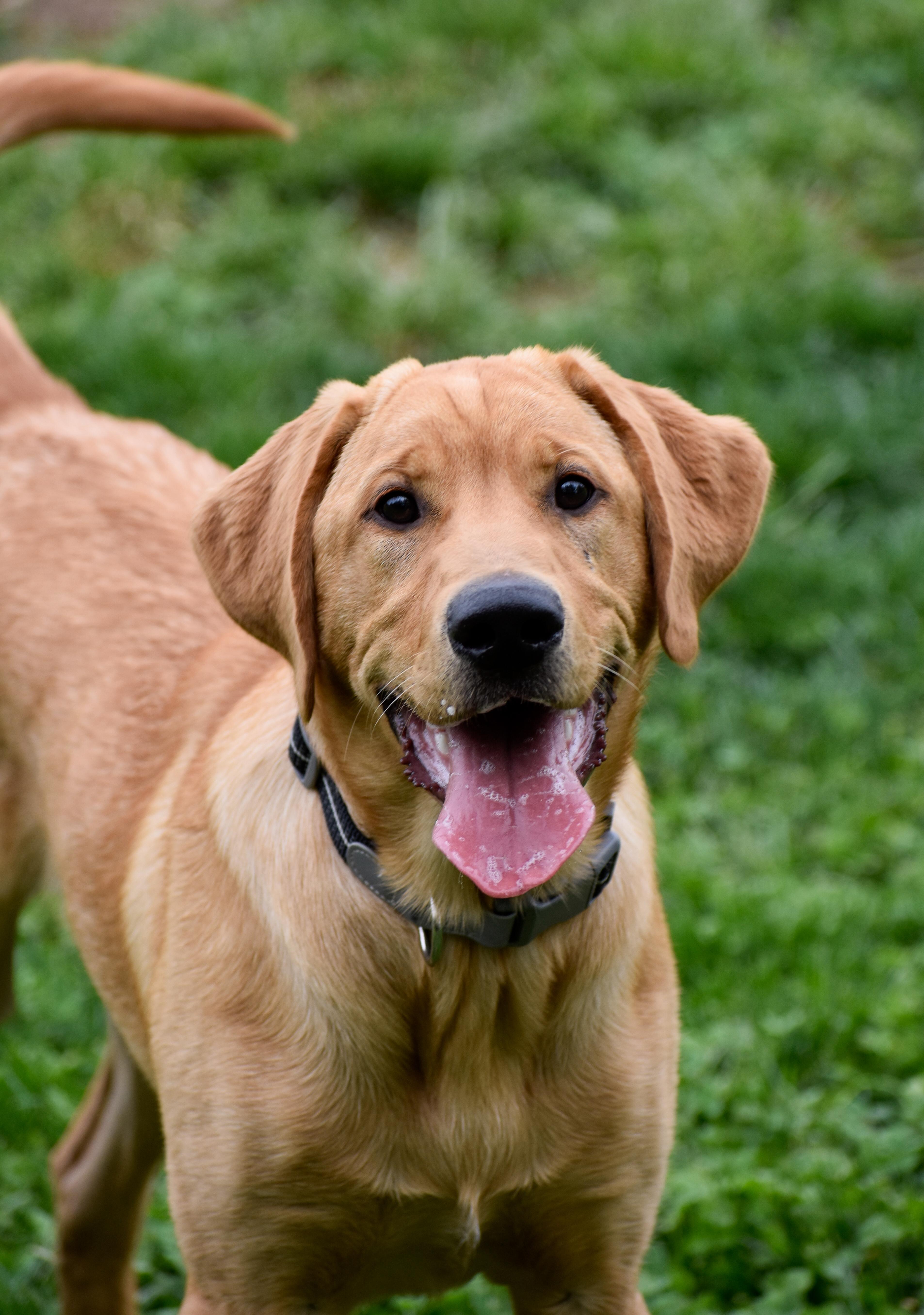 A young large-sized male Yellow / Tan / Blond / Fawn Labrador Retriever dog named Leo for adoption in Indianapolis, IN
