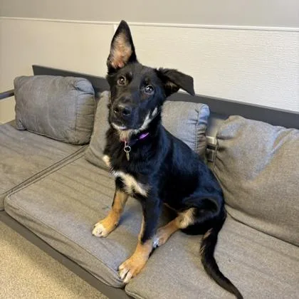 A young large-sized female Black Mixed Breed dog named Sox for adoption in Lansing, MI