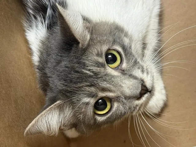 A young small-sized female Domestic Short Hair cat named Maria for adoption in Riverside, CA