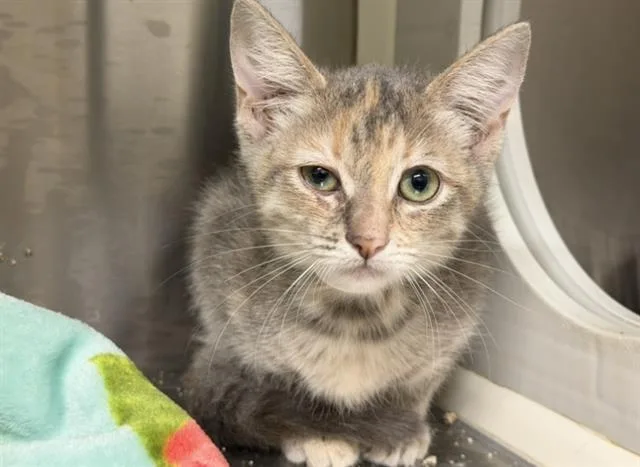 A baby small-sized female Domestic Short Hair cat named Katherine for adoption in Tustin, CA