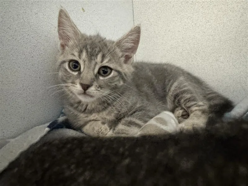 A baby small-sized male Domestic Short Hair cat named Prada for adoption in New Kensington, PA