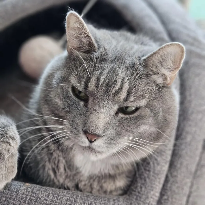 An adult extra large-sized male Gray / Blue / Silver Domestic Short Hair cat named Silas for adoption in Lakewood, CO