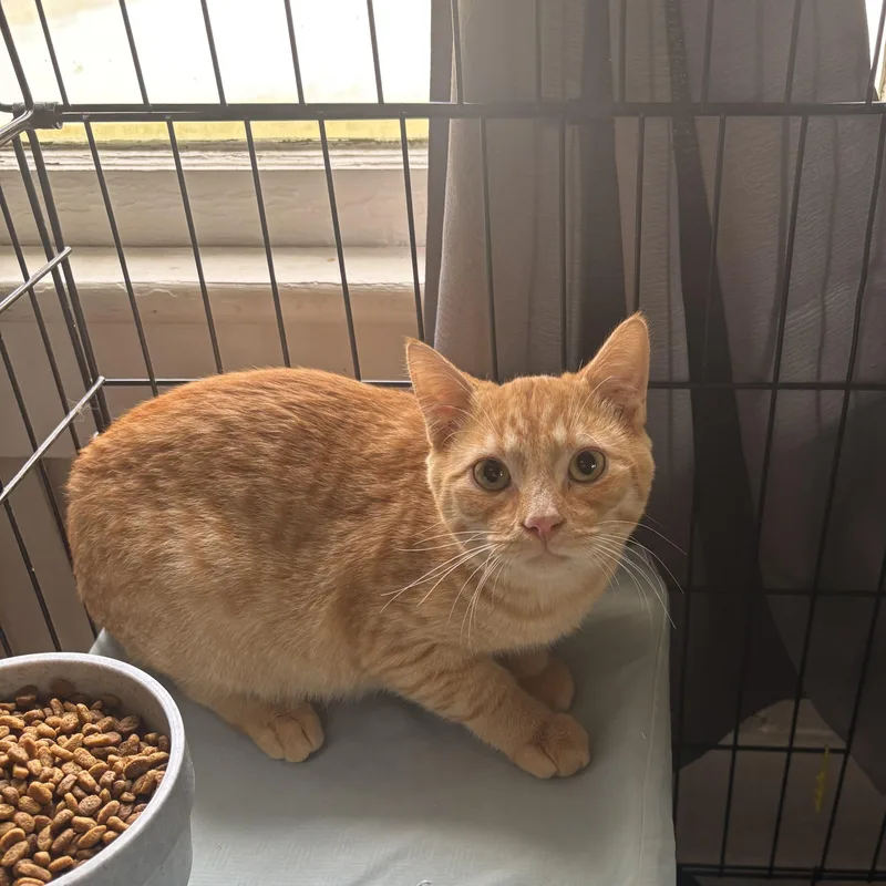 A baby small-sized male Tabby (Orange / Red) Domestic Short Hair cat named Tofu for adoption in Statesboro, GA
