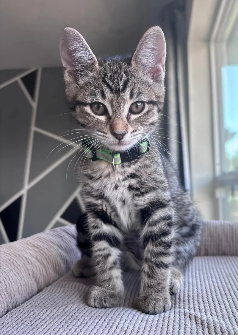 A baby medium-sized female Tabby cat named Mocha for adoption in San Jose, CA