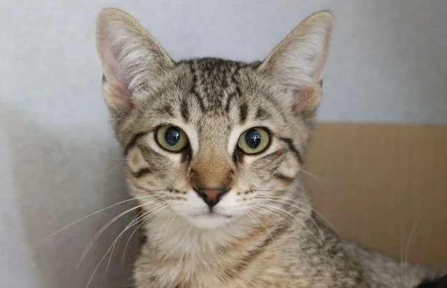A baby small-sized male Domestic Short Hair cat named Flower for adoption in Tucson, AZ