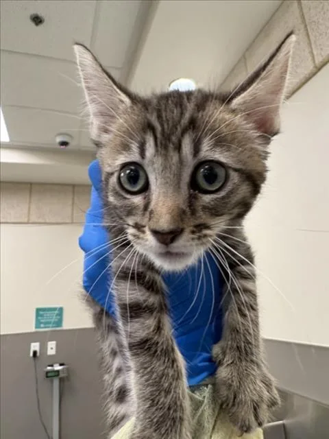 A baby small-sized male Domestic Short Hair cat named Apollo for adoption in Las Vegas, NV