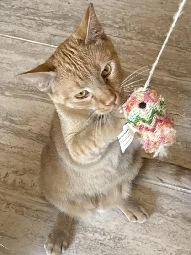 A young medium-sized male Domestic Short Hair cat named Willy for adoption in Kenosha, WI