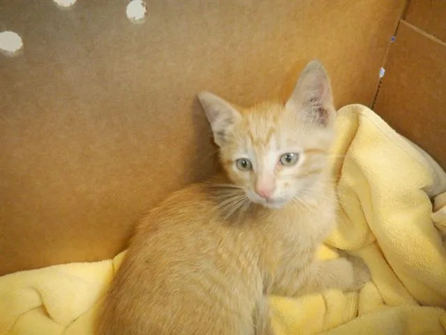 A baby small-sized male Domestic Short Hair cat named Malakai for adoption in San Jose, CA