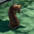 Marigold thumbnail 6