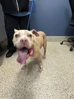 A senior medium-sized female American Staffordshire Terrier dog named Lil Bit for adoption in Miami, FL