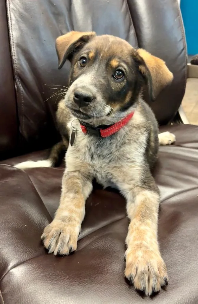 A baby medium-sized female Australian Cattle Dog / Blue Heeler dog named Biscuit Windu for adoption in Reno, NV