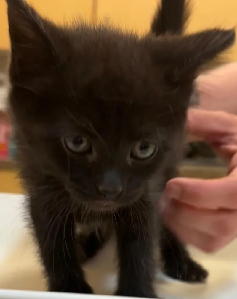 A baby small-sized female Domestic Short Hair cat named Renee for adoption in Elizabethton, TN