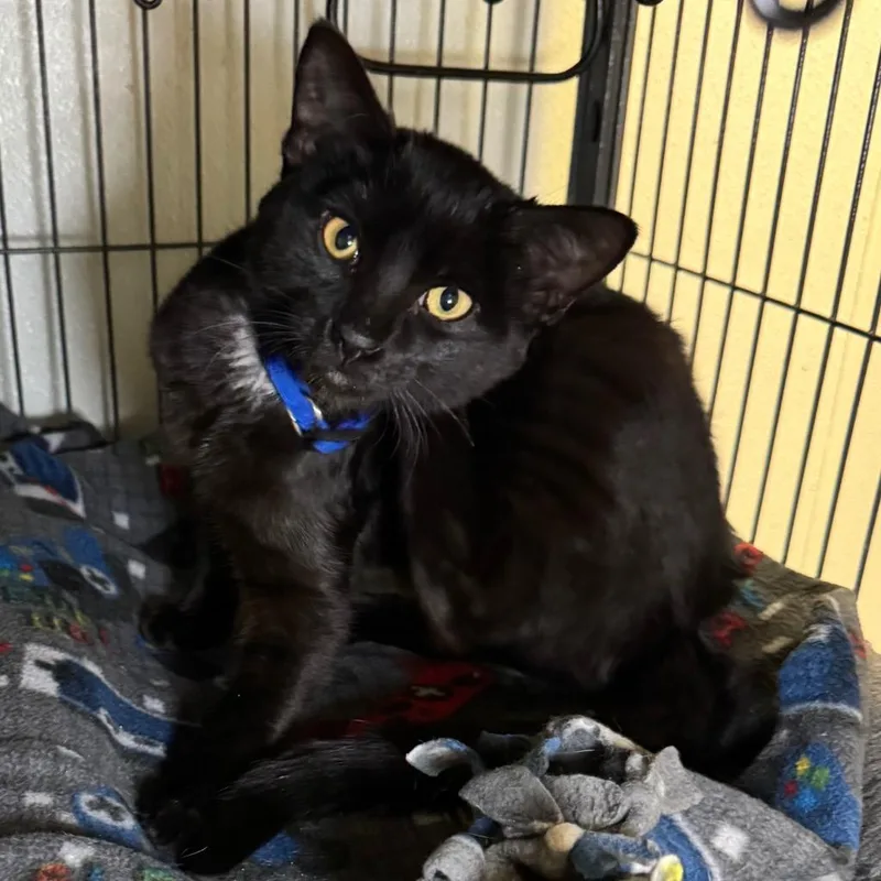 A baby medium-sized female Domestic Short Hair cat named Mittens for adoption in Saginaw, MI