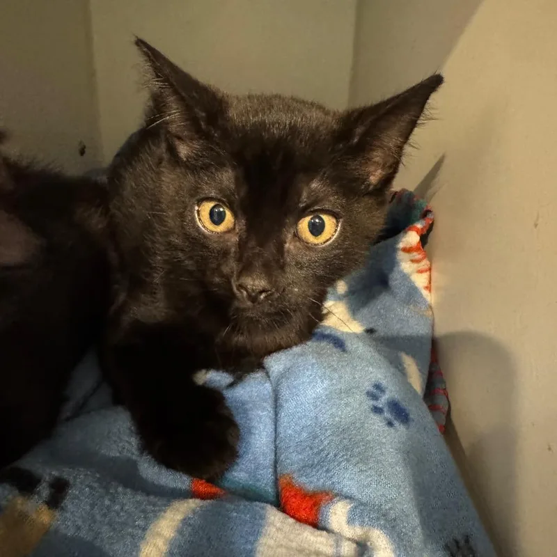A baby small-sized female Black Domestic Short Hair cat named Melody for adoption in Seminole, FL