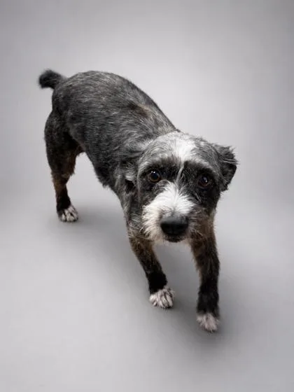 An adult small-sized male Terrier dog named Fido for adoption in Bowling Green, KY