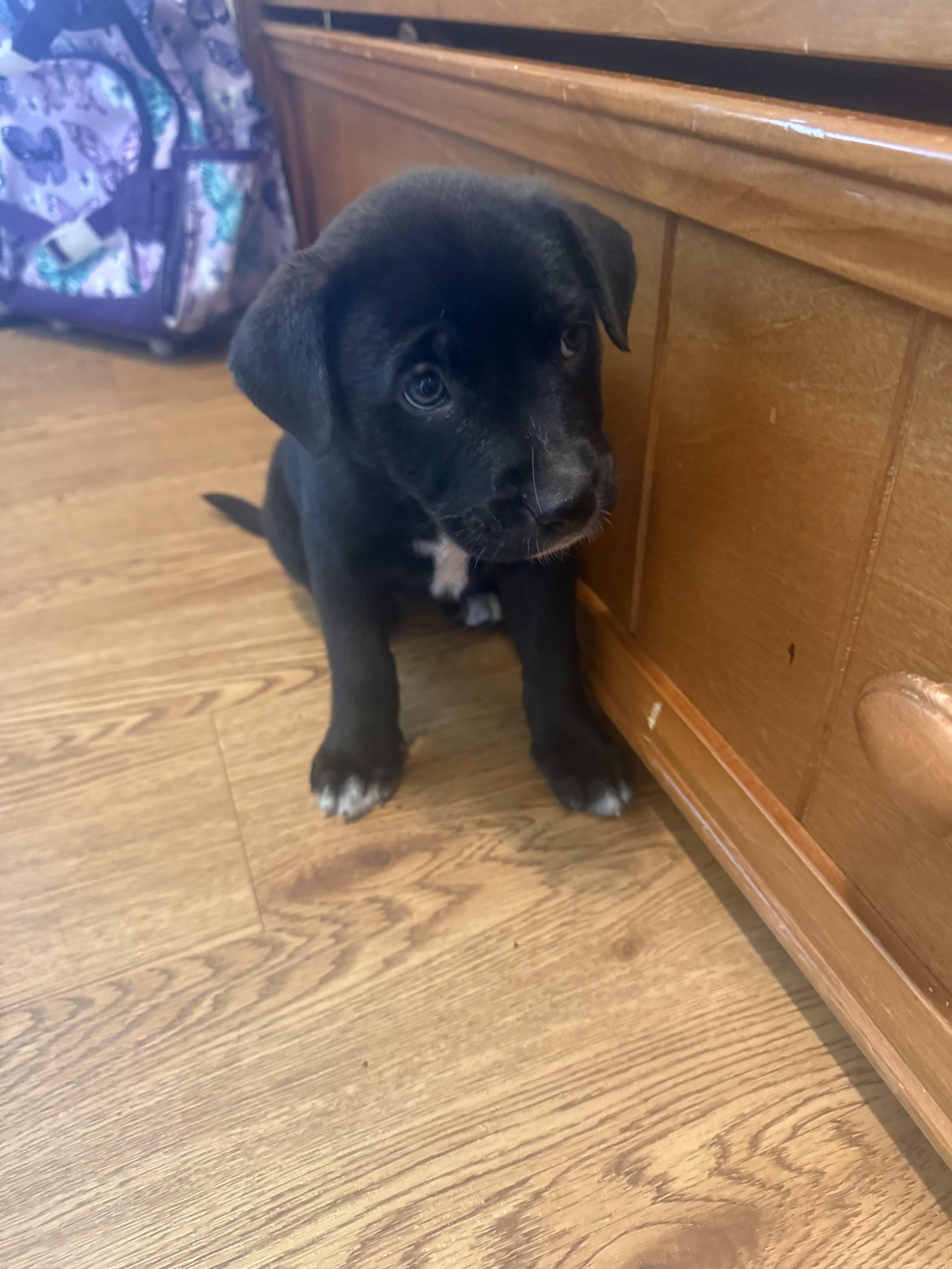 A baby medium-sized female Black Labrador Retriever dog named Daphne for adoption in Plano, TX