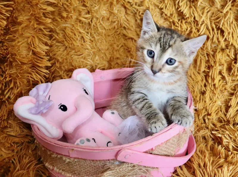 Buttercup thumbnail 2