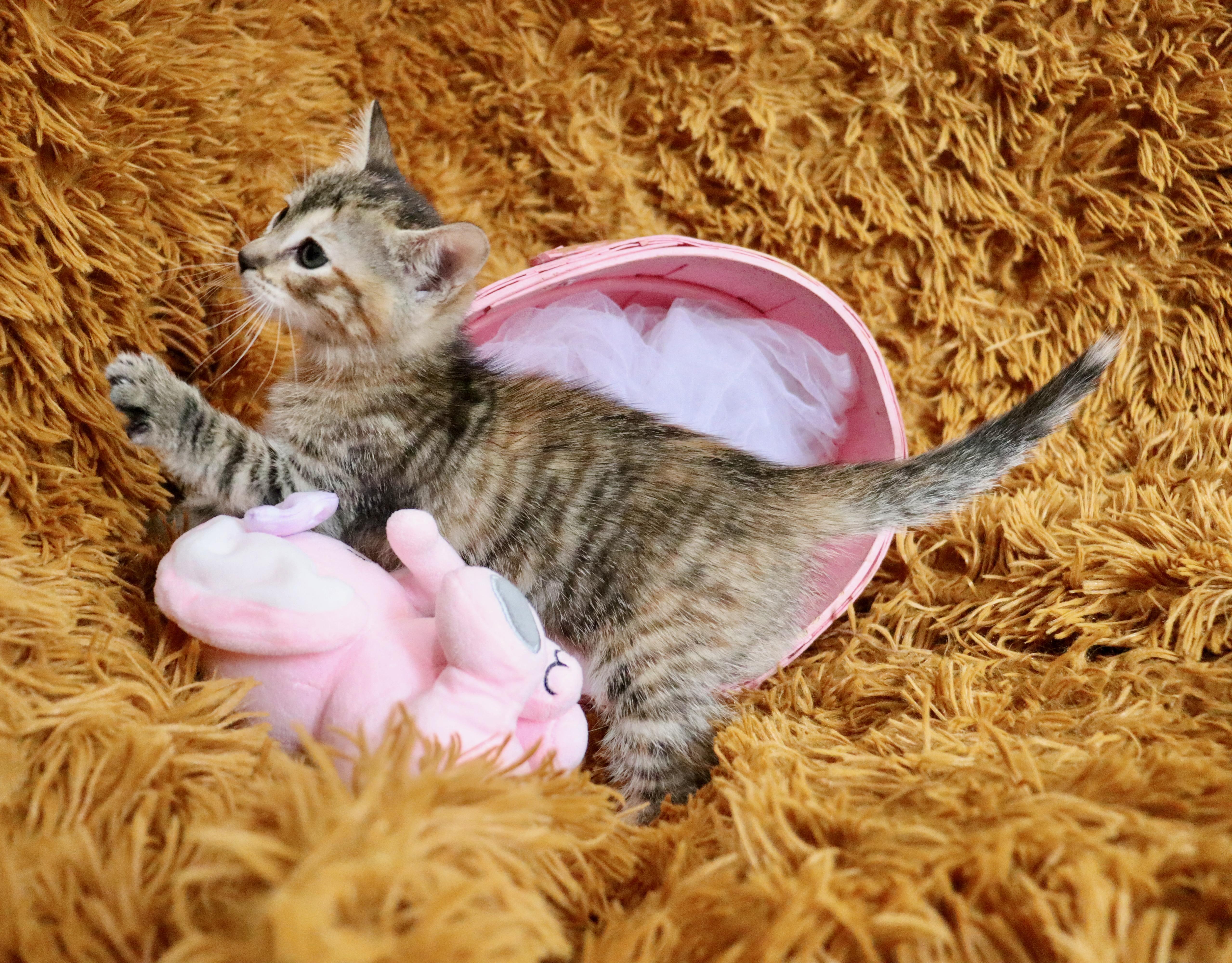 Buttercup thumbnail 3