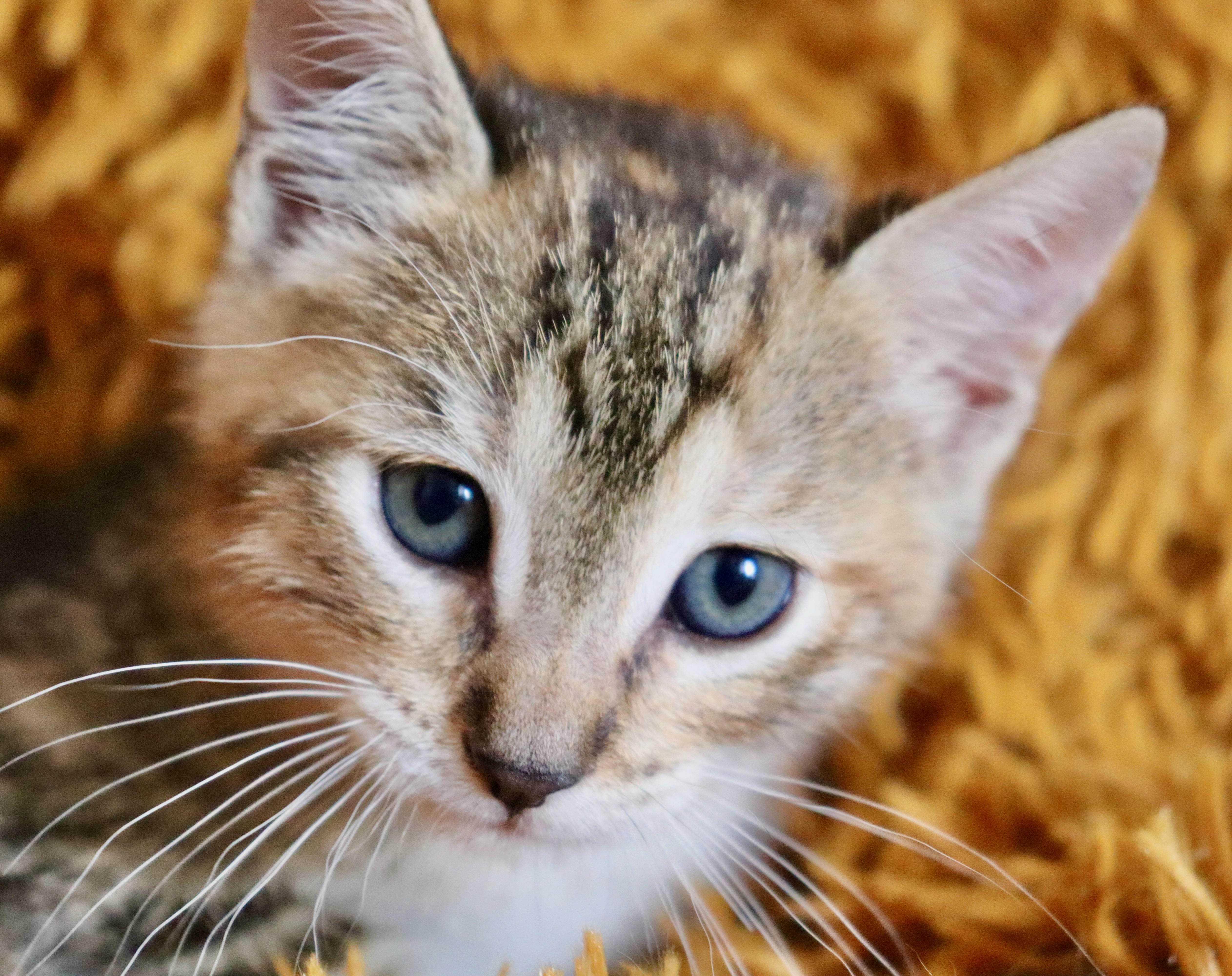 Buttercup thumbnail 4